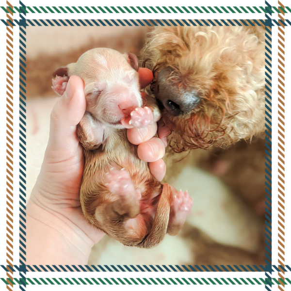 Starting Life On the Right Paw Starting Life On the Right Paw