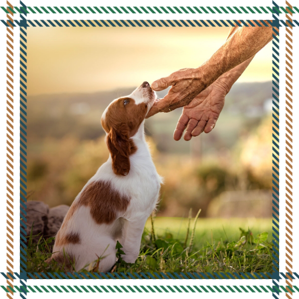 Our Guardian Program Leads the Pack Our Guardian Program Leads the Pack