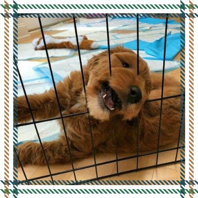 Crate training