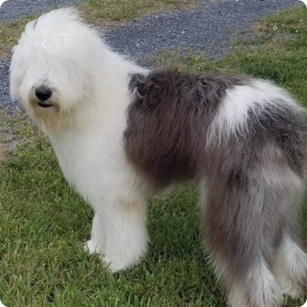 Old English Sheepdog Old English Sheepdog