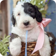 Sheepadoodles Sheepadoodles