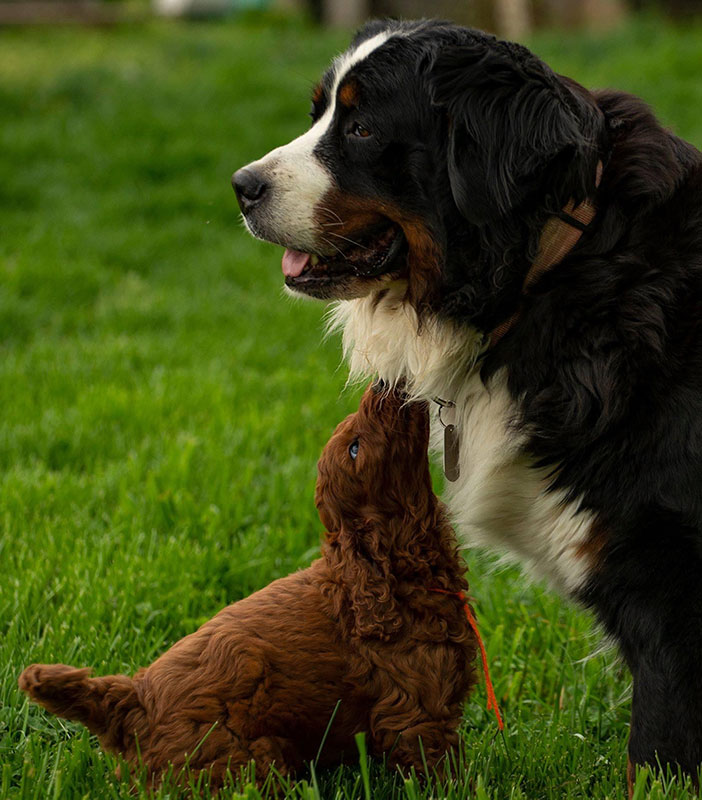 Eesey the Bernese Mountain Dog Eesey the Bernese Mountain Dog