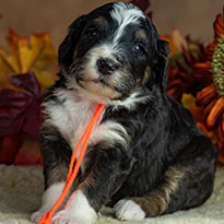 Bernedoodles Bernadoodles