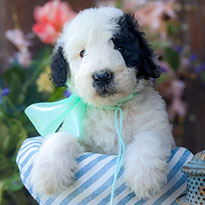 Sheepadoodles Sheepadoodles