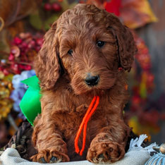Irish Doodle Irish Doodles