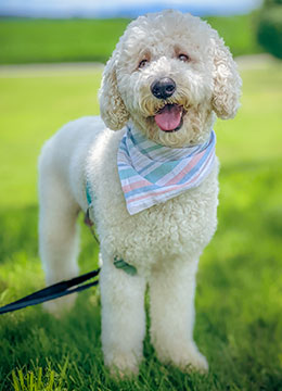 Standard Poodle The Standard Poodle