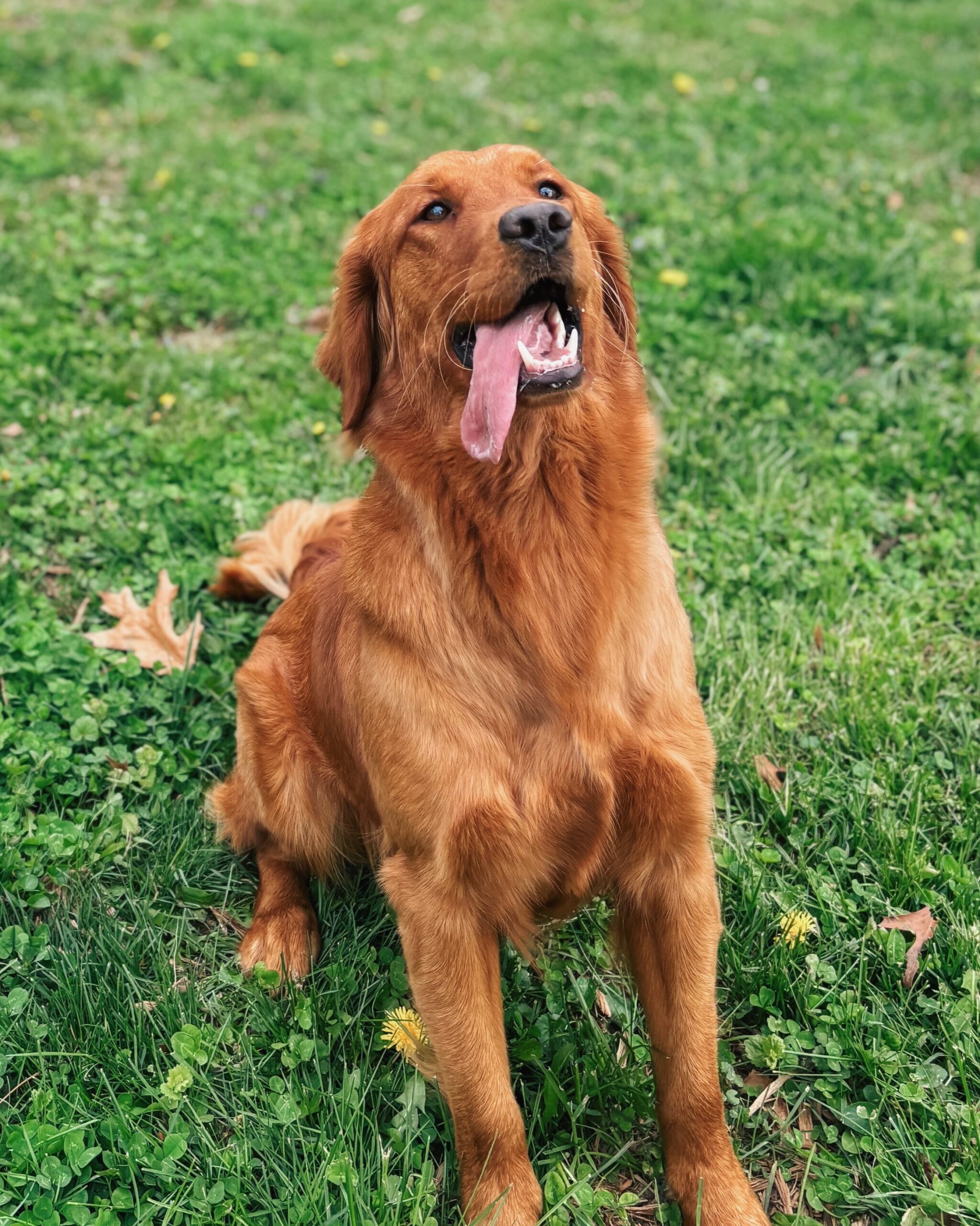 RenderedImage Golden Retriever