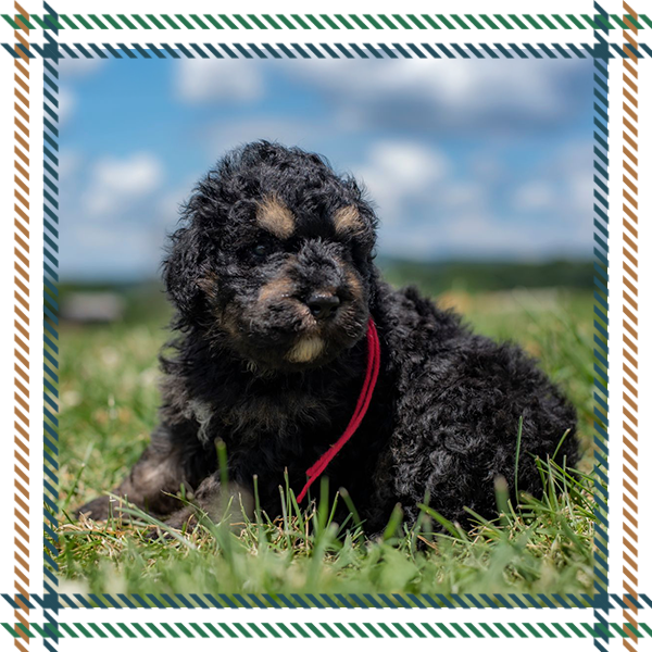 Bernedoodle