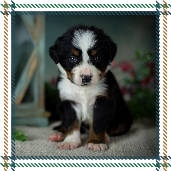 Bernedoodle