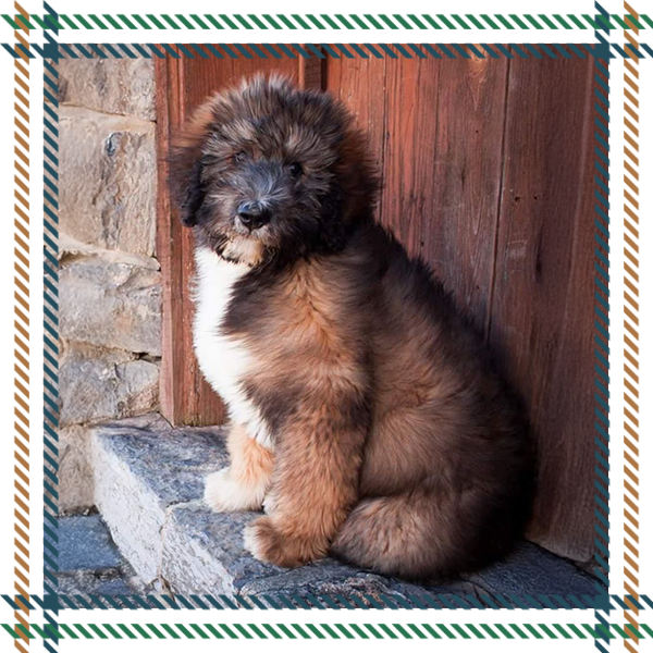 Bernedoodle