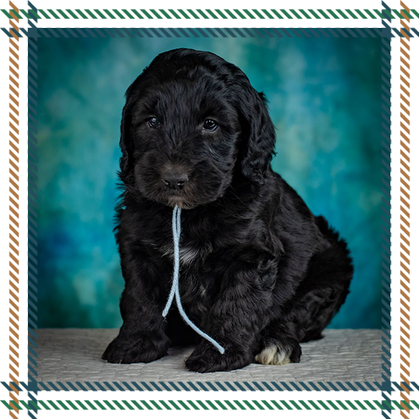 Goldendoodle