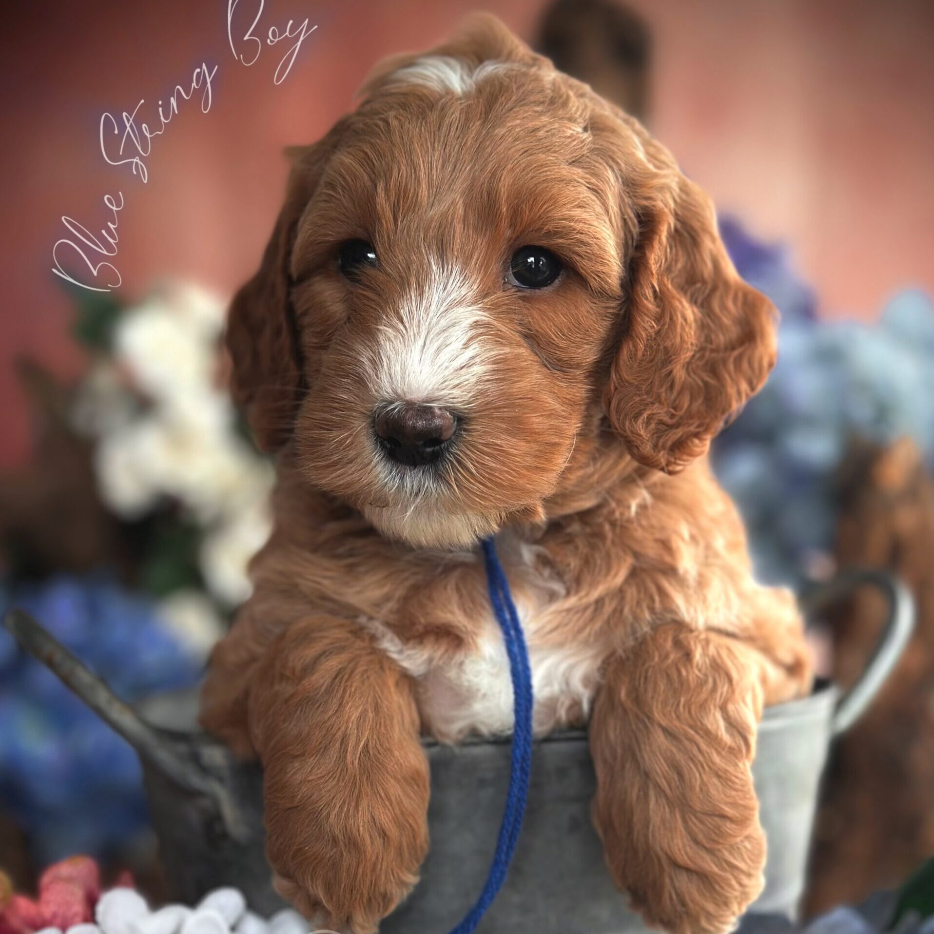 Goldendoodles