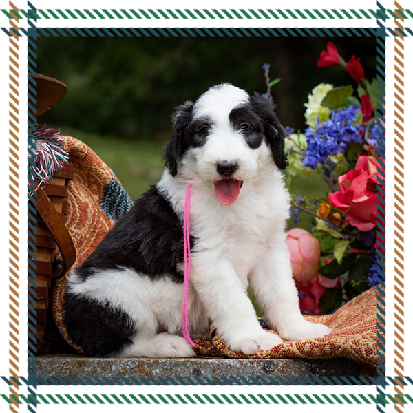 Sheepadoodle