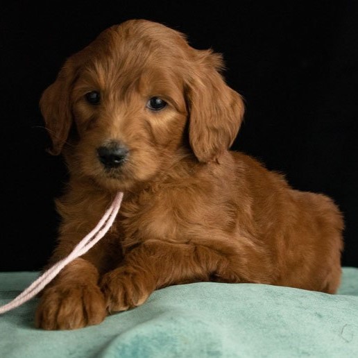 squaregoldendoodle Goldendoodles