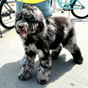 Komatar Family
