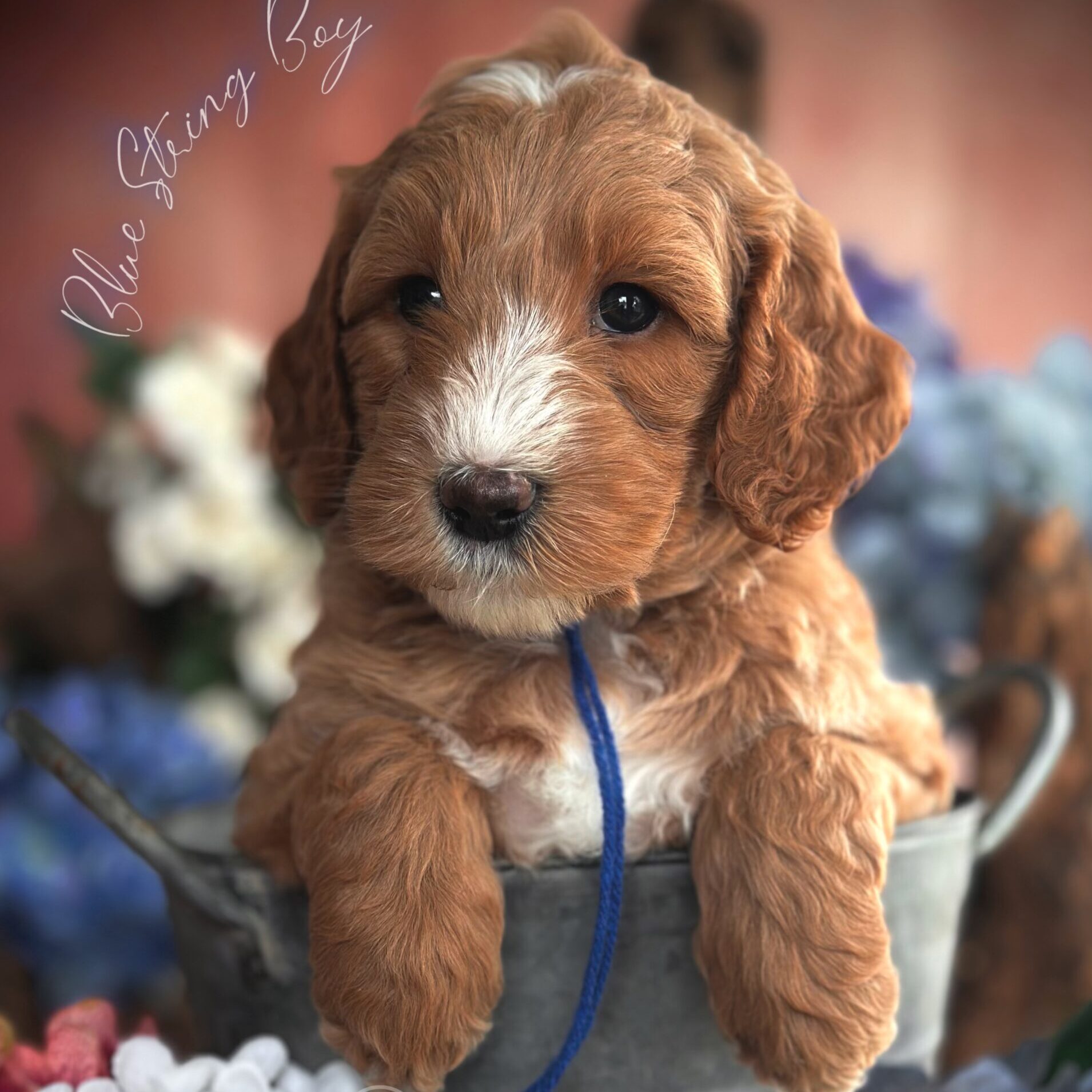 photo-output_4 (18) Goldendoodles